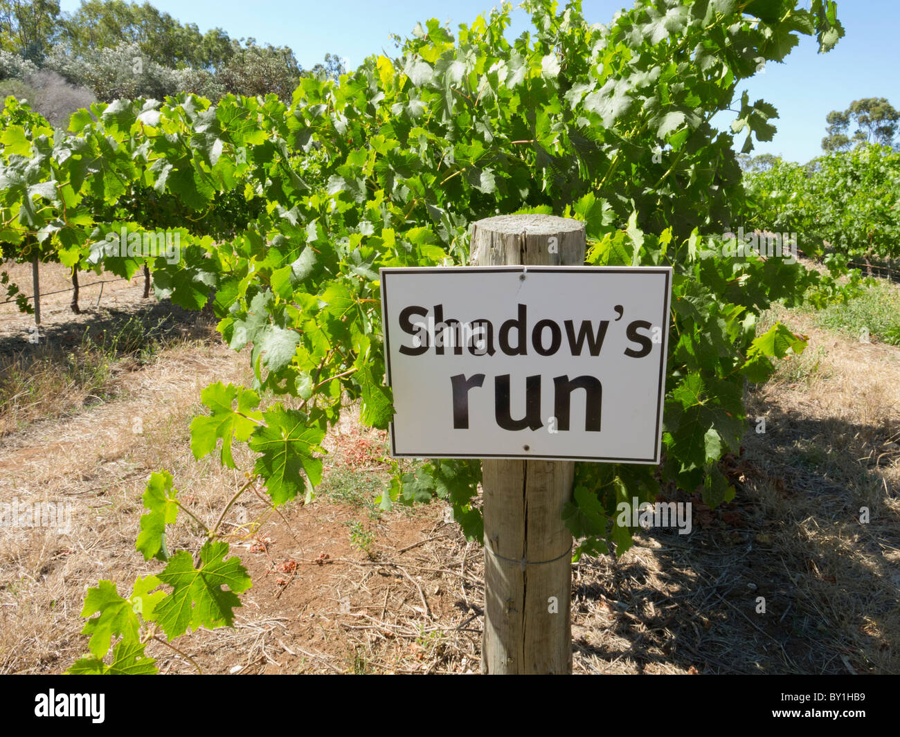 Detail of winery sign on grape vines at Mclaren Vale near Adelaide in South Australia Stock Photo