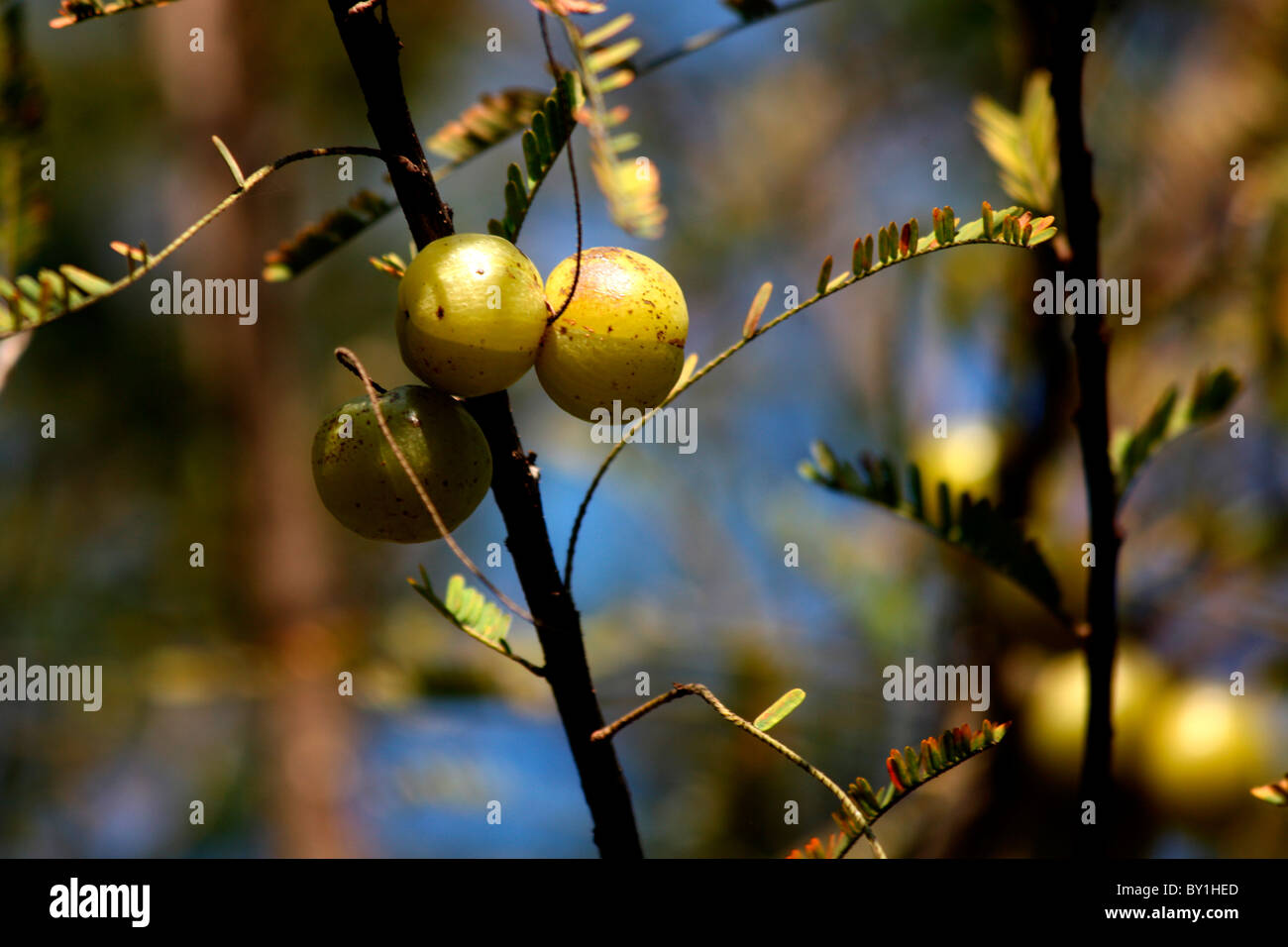 Indian Gooseberry (Phyllanthus emblica) Stock Photo