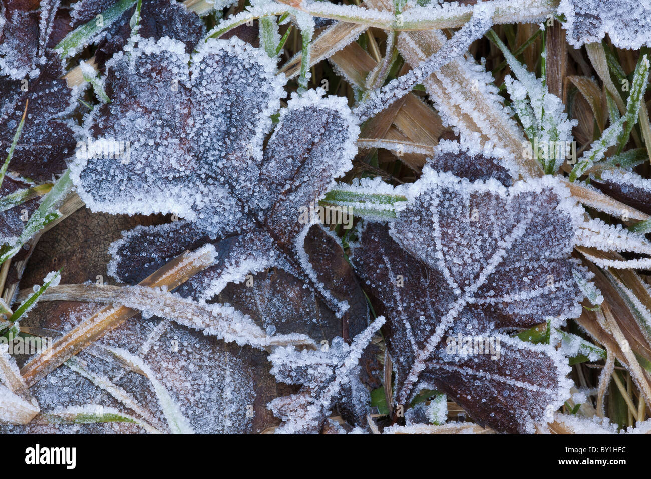 Stunning Dartmoor sunrise is pretty in pink as first hint of spring in the  air - Devon Live, image size:1300x956