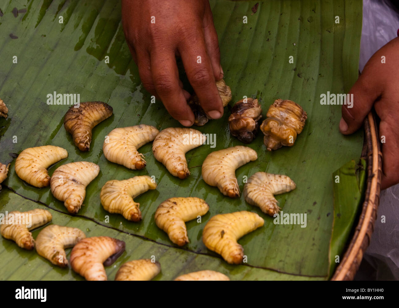 Myanmar, Burma, Kengtung (Kyaing Tong). Milk-filled palm lava, an edible delicacy, much enjoyed by tribal people,  Kengtung Stock Photo
