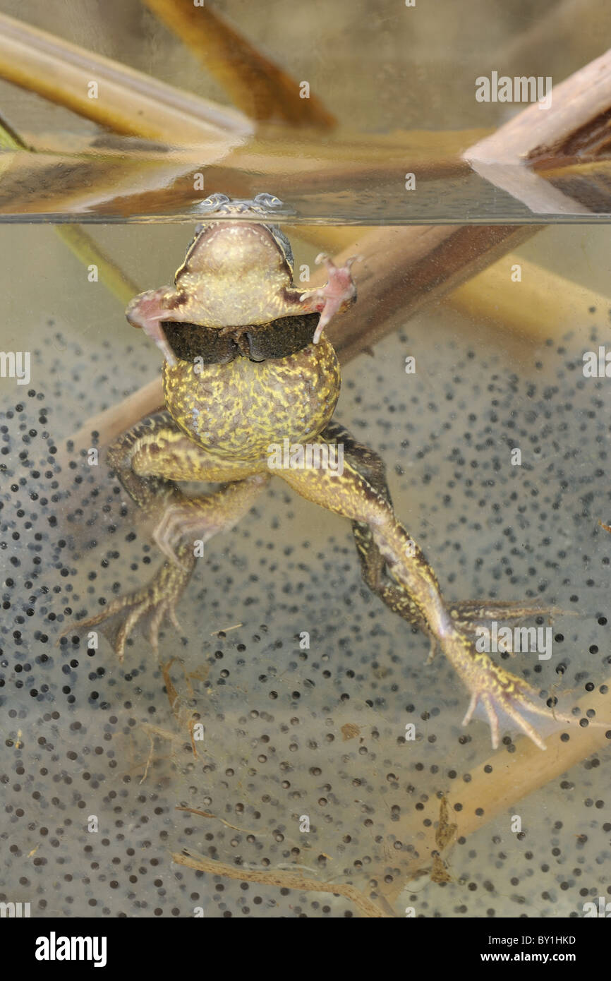 Common frog (Rana temporaria) pair mating under water amongst clusters