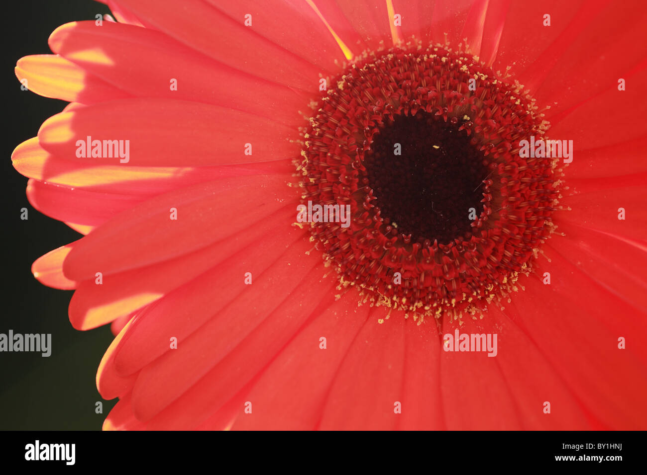 Single sunlit red gerbera flower Stock Photo