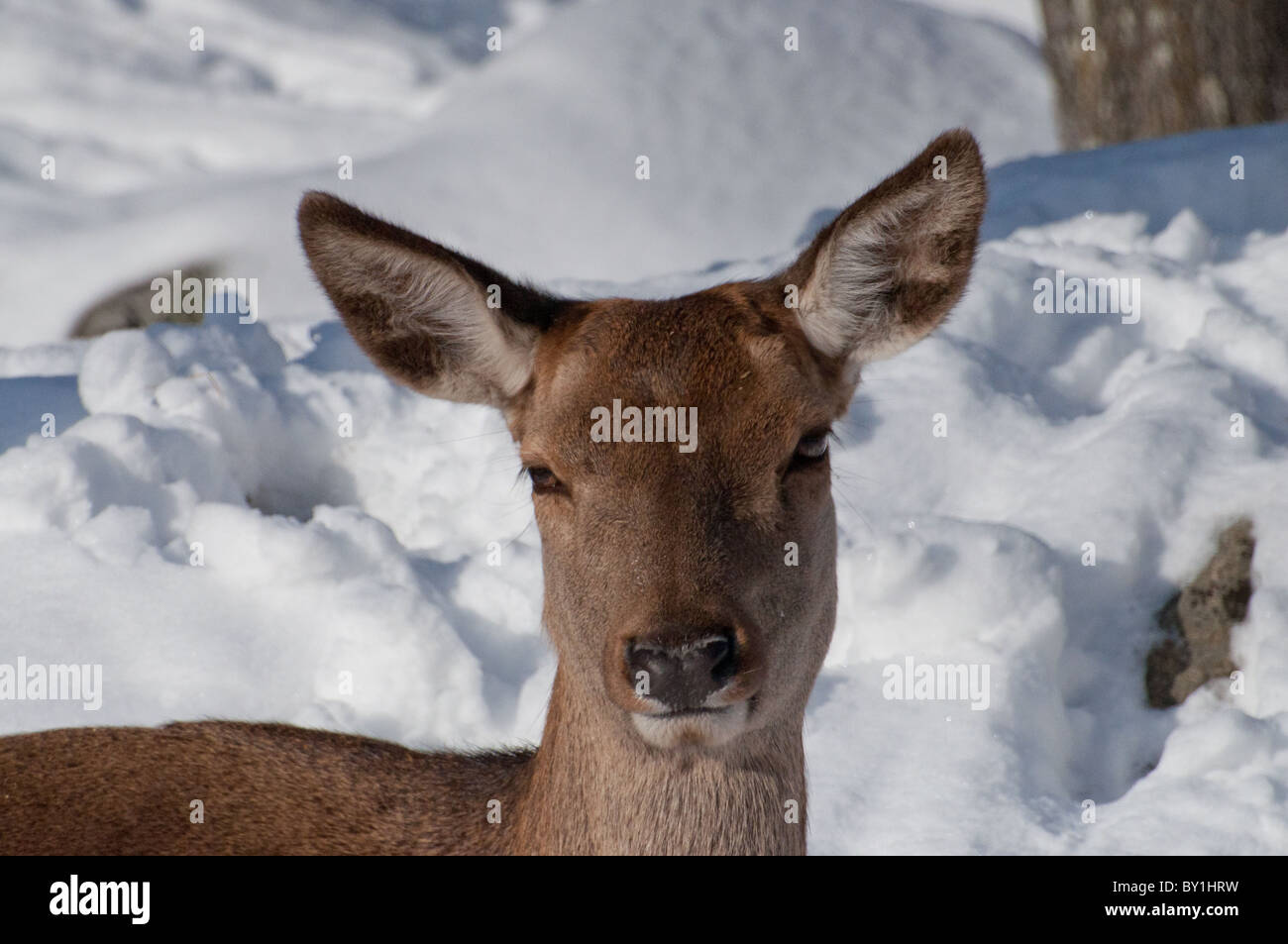 Red Deer View Close up red deer hi-res stock photography and images - Alamy