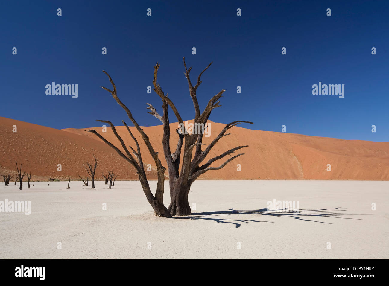 Namibia, Deadvlei. A longdead tree stands, almost petrified, in the