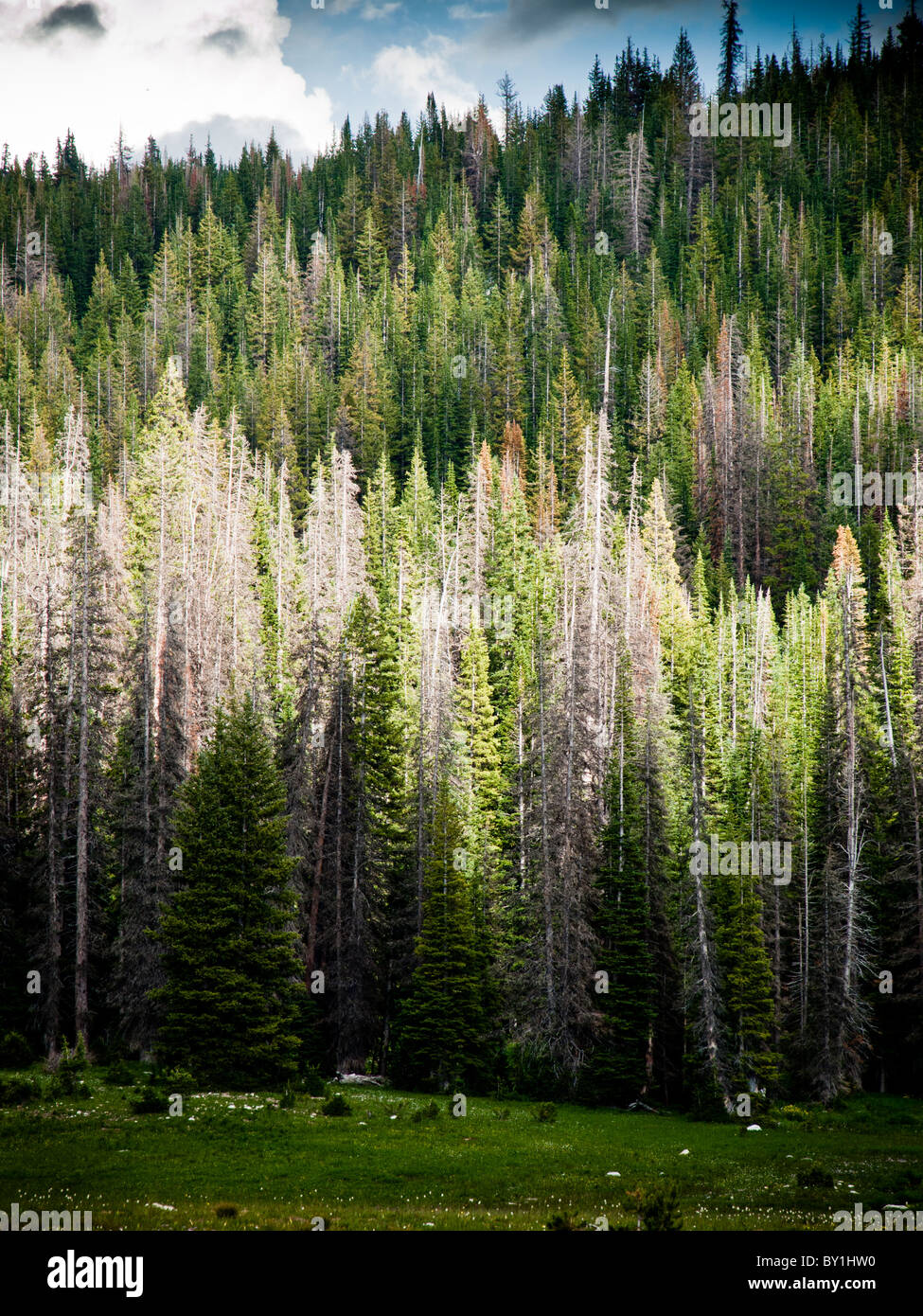 Pine tree forest at Medicine Bow Mountain national forest, A Wyoming