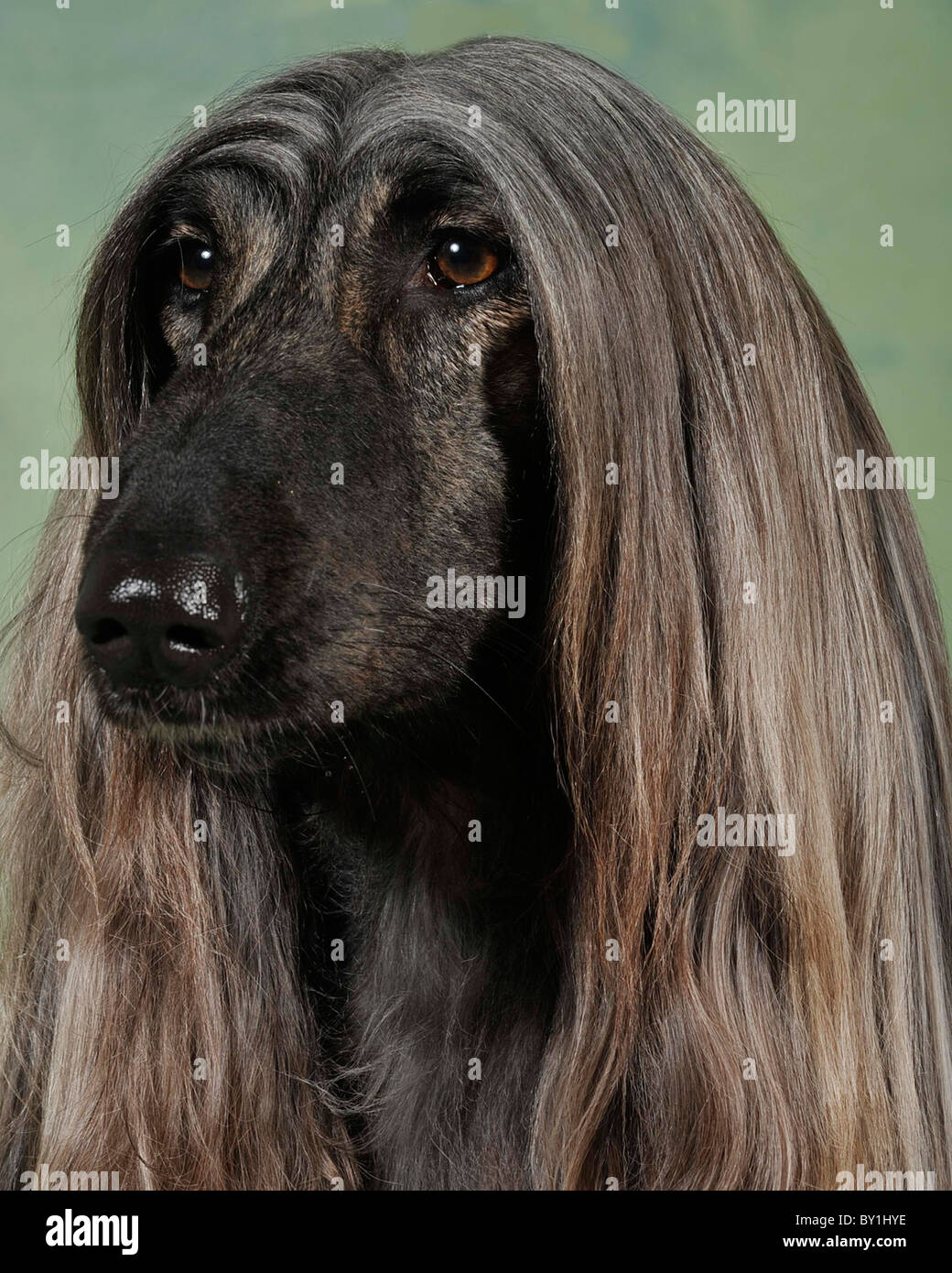 Long Haired Afghan Stock Photos Long Haired Afghan Stock Images