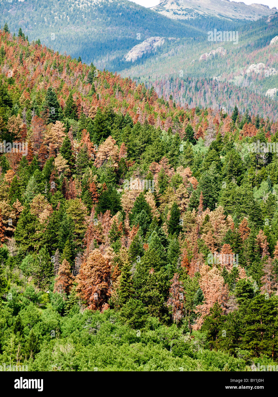 Estes park Colorado and mountain pine beetle infestation Stock Photo