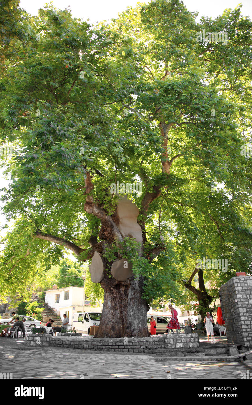 Large old tree in a village square in Turkey Stock Photo