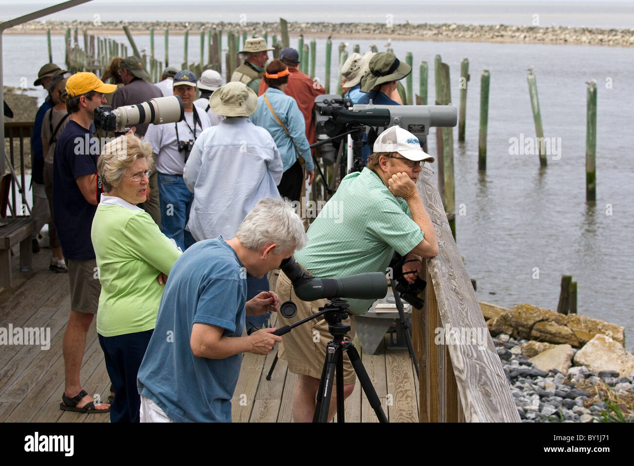 Group of birders looking for shorebirds along Delaware's coast, USA. Stock Photo