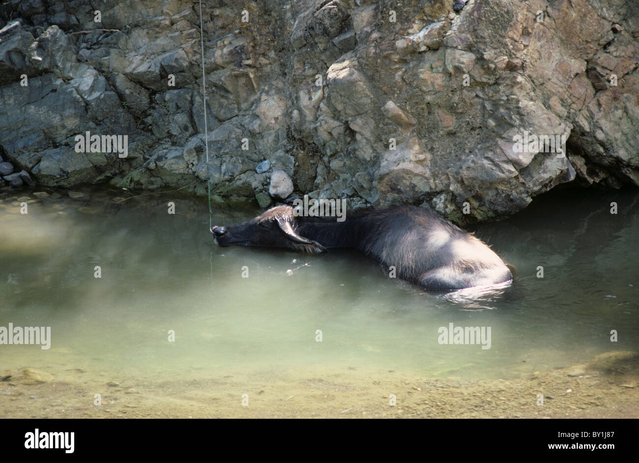 Water buffalo cooling off in a stream, Cebu Philippines Stock Photo