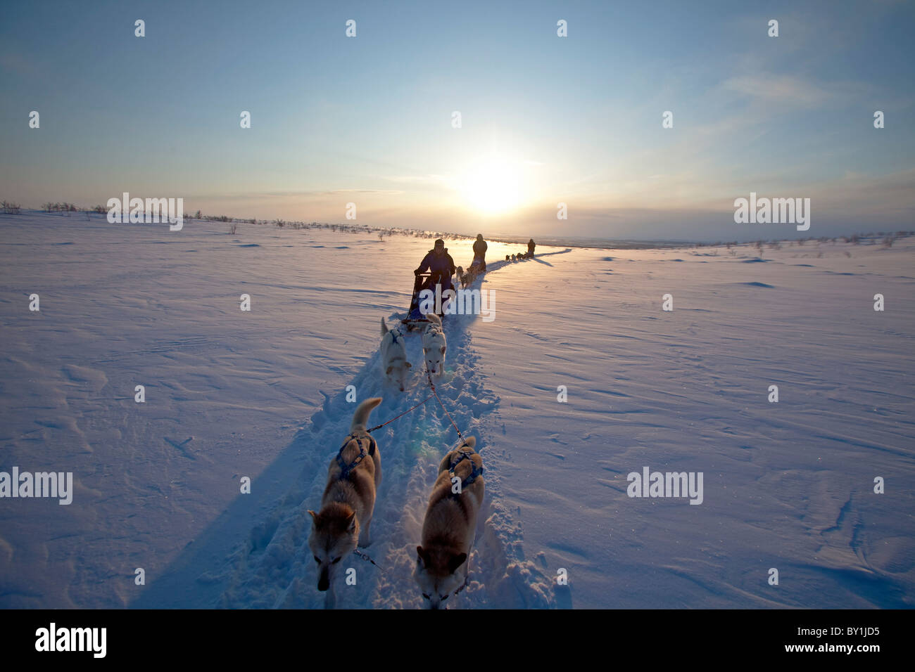 Norway, Finnmark Region. Dog sledding in the Arctic Circle Stock Photo