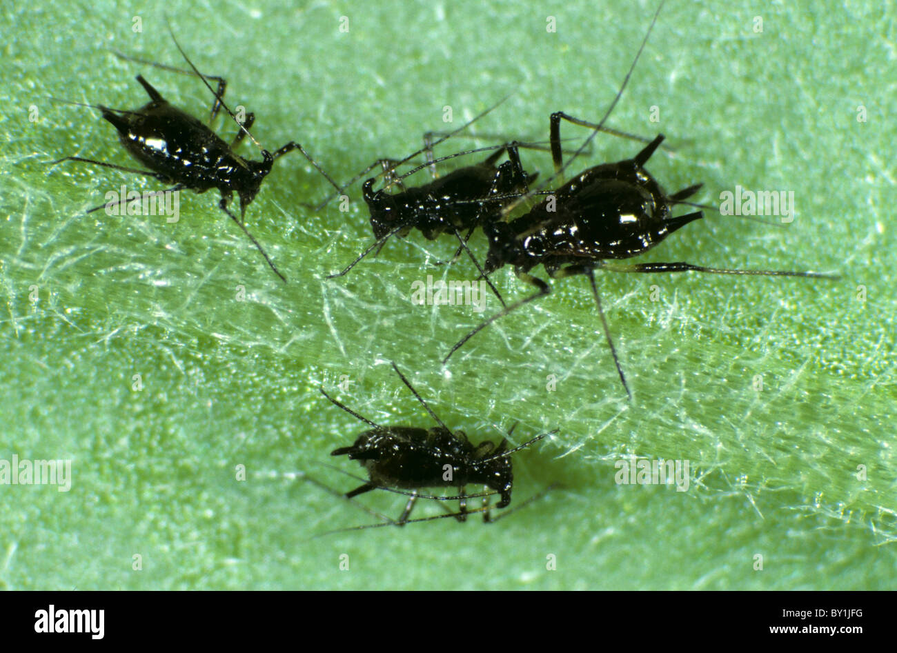 Chrysanthemum aphid (Macrosiphoniella sanborni) group on a chrysanthemum leaf Stock Photo