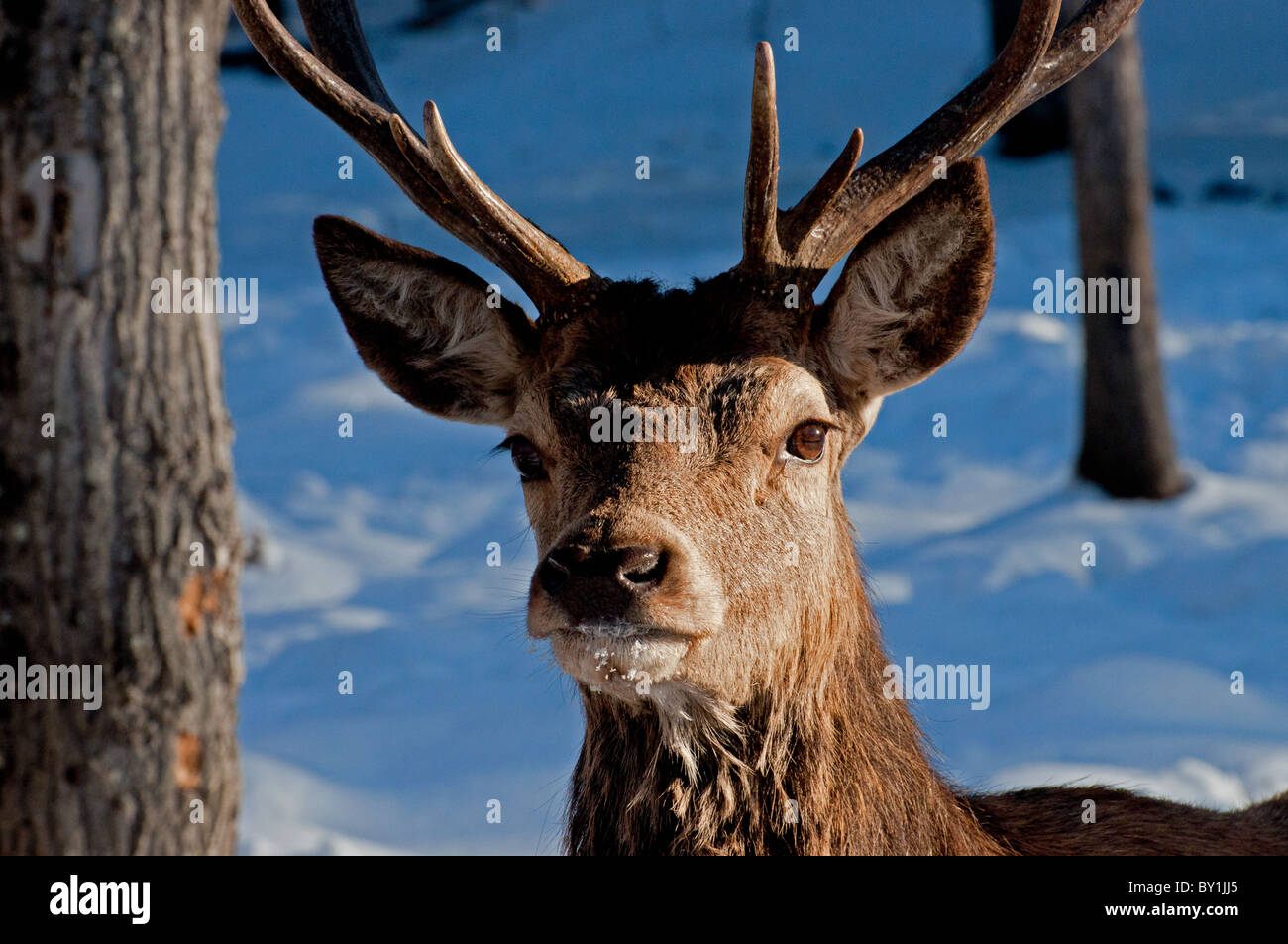 A close-up view of a male red Deer in winter Stock Photo