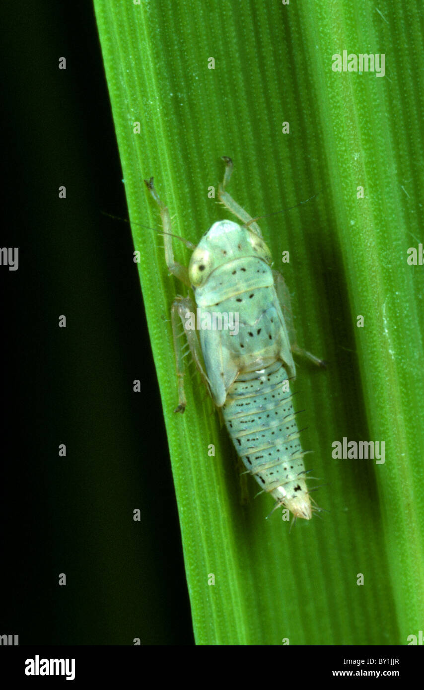 Nymph of a green rice leafhopper (Nephotettix virescens) on a rice leaf Stock Photo