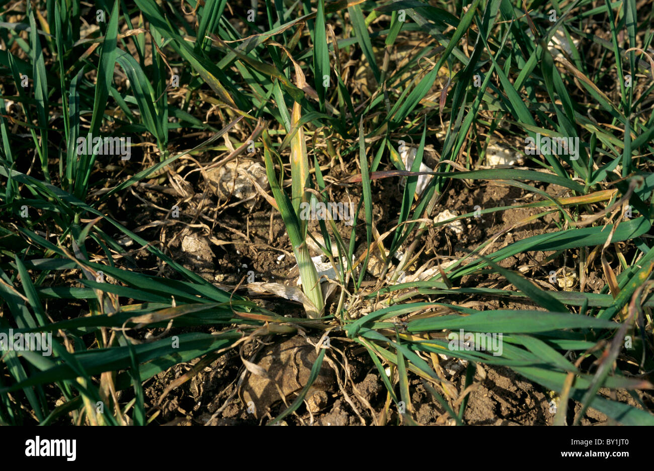 Swollen stem damage to wheat caused by gout fly (Chlorops pumilionis