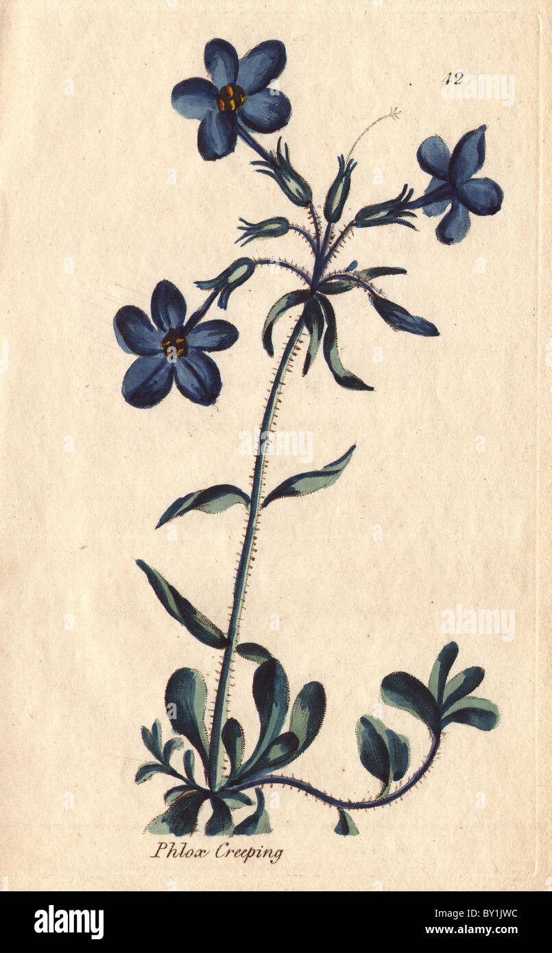 Creeping phlox, Phlox stolonifera, with vivid blue flowers. Stock Photo