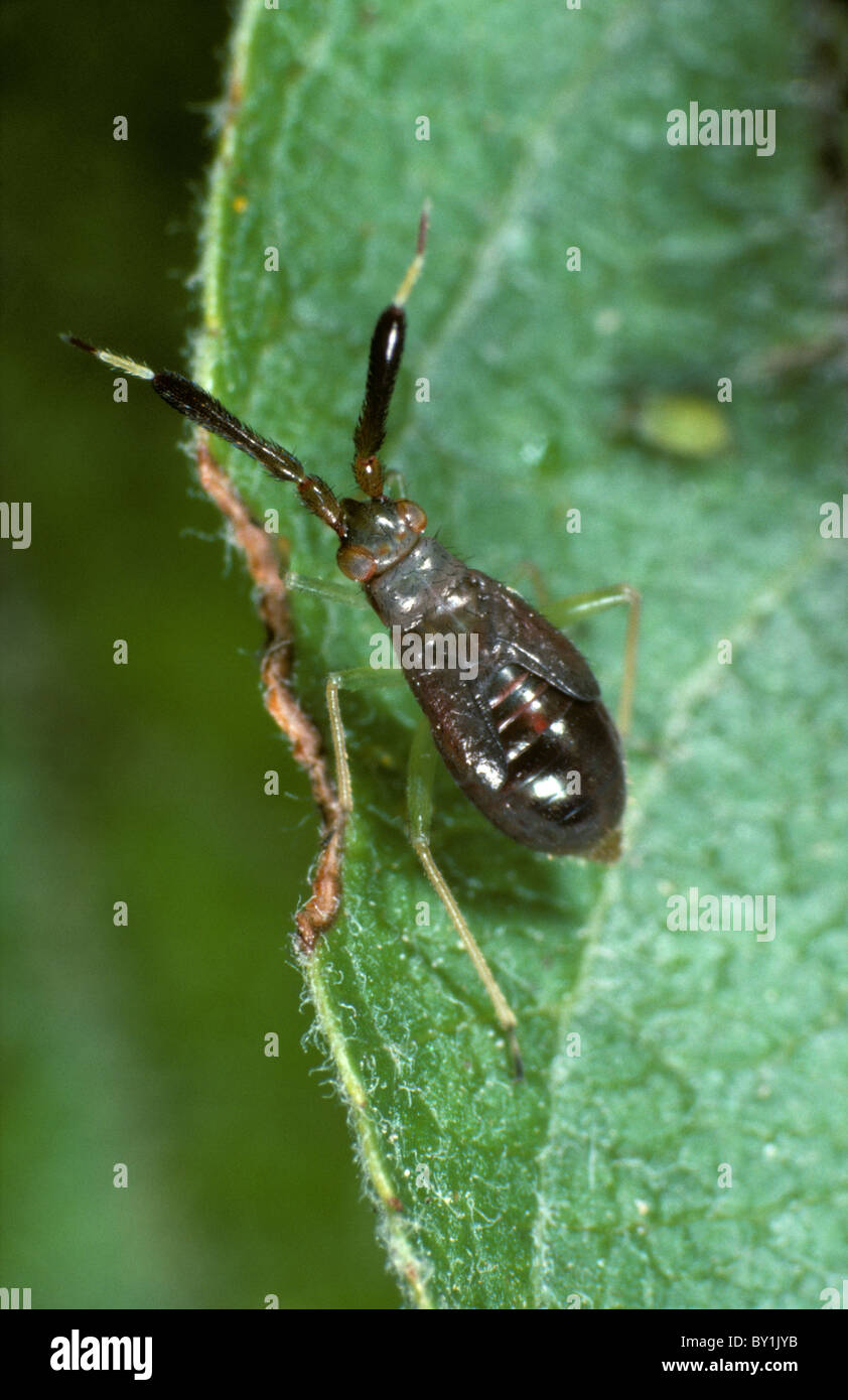Predatory Insect Nymph A predatory bug (Heterotoma planicornis) nymph Stock Photo - Alamy