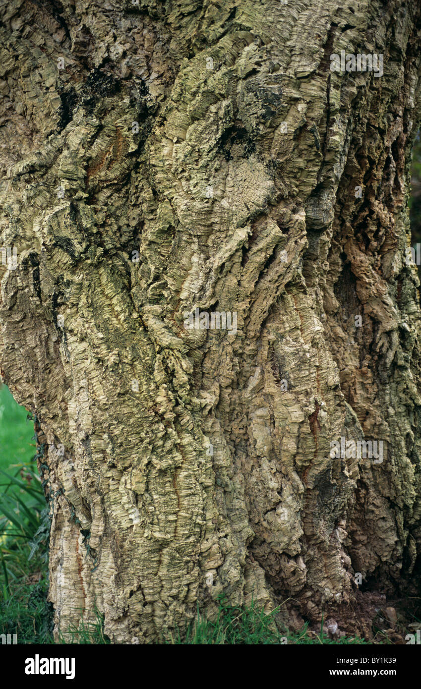 Cork oak (Quercus suber) trunk and bark on the tree Stock Photo