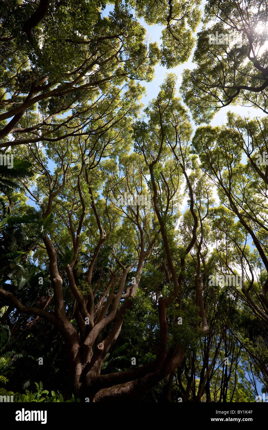 South Africa, Cape Town. Tall trees provide shade with their