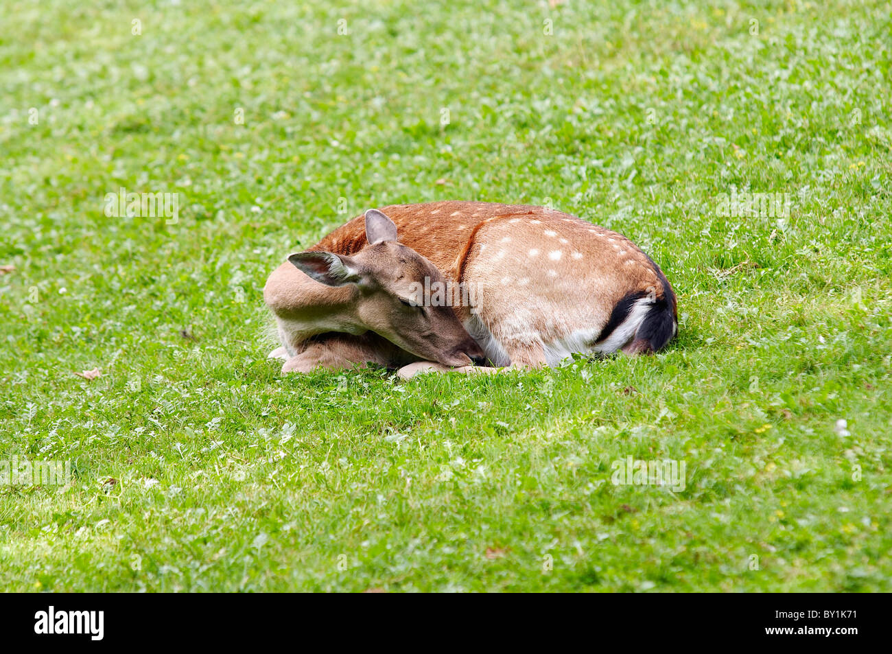 sleeping doe - red deer Stock Photo