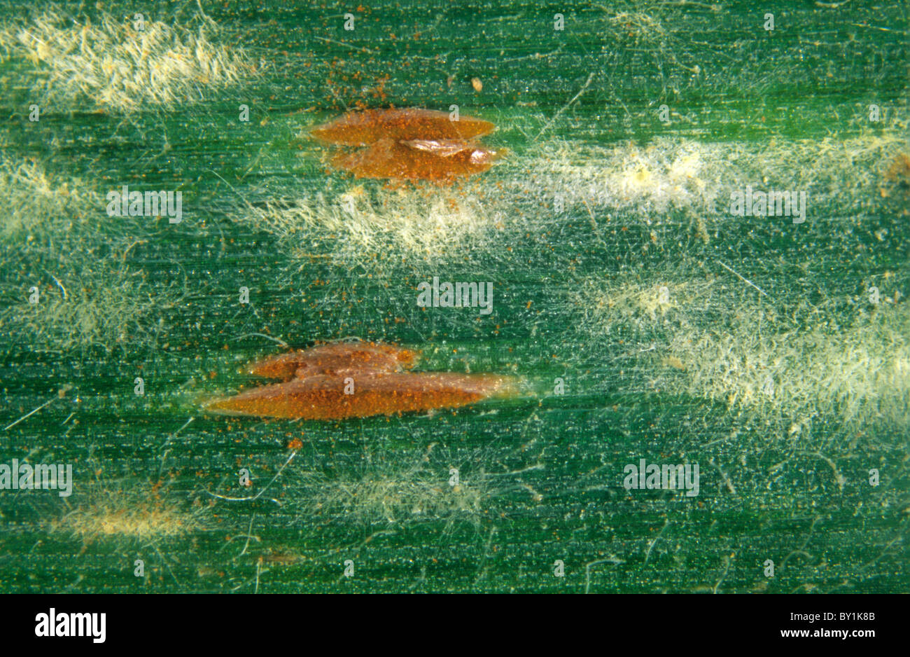 Powdery mildew (Erysiphe graminis) & brown rust (Puccinia triticina) on leaf of wild brome grass Stock Photo