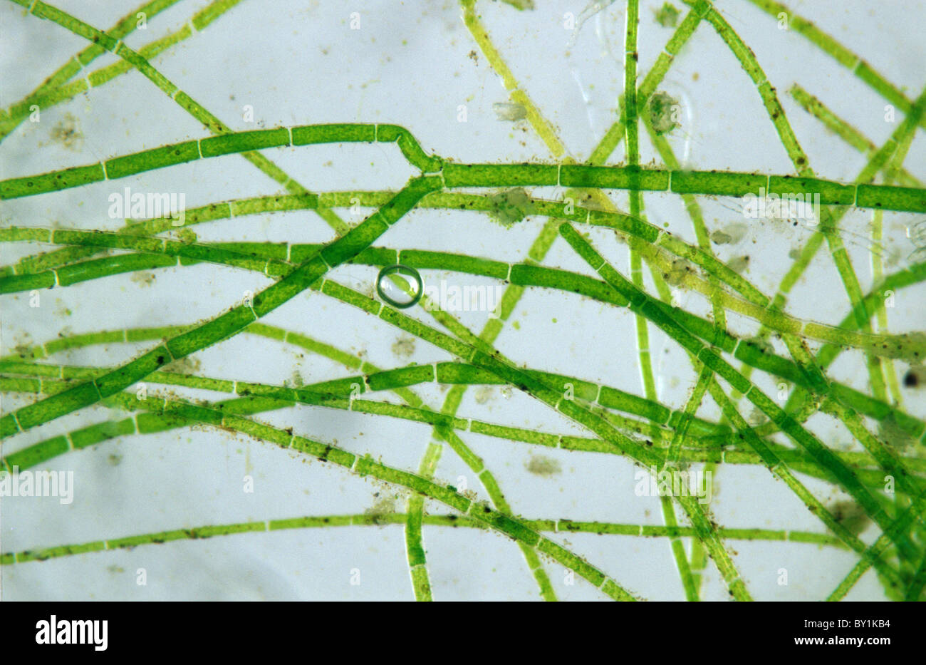 Photomicrograph of blanket weed filaments Stock Photo