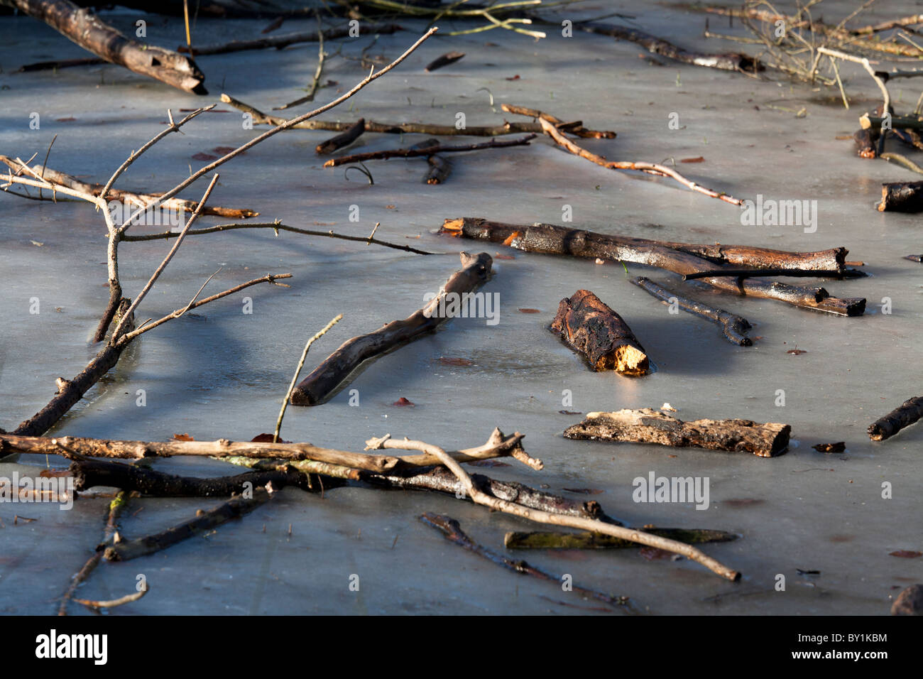 broken branches on frozen pond in winter sunshine Stock Photo