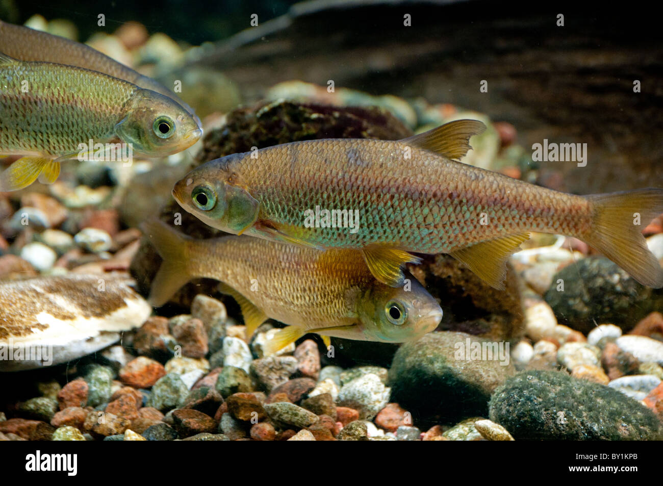 Golden shiner hi-res stock photography and images - Alamy