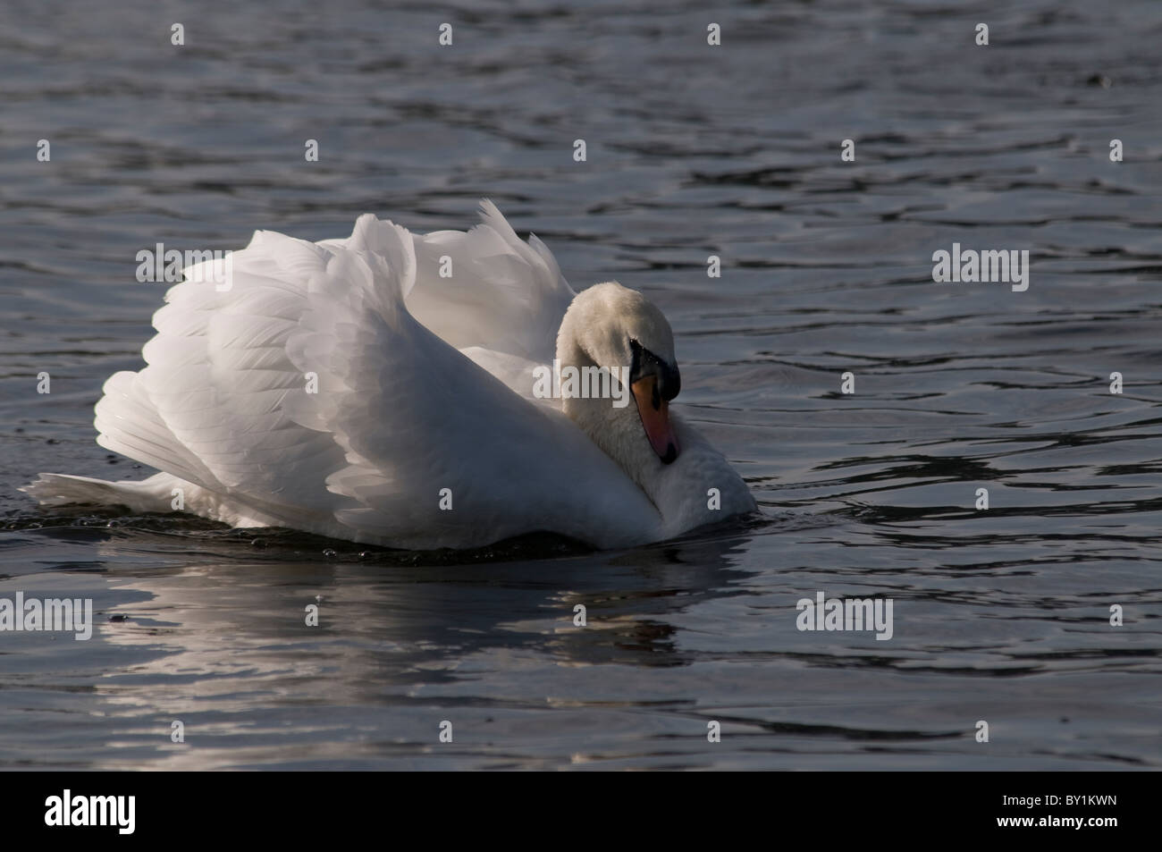 Manogamous hires stock photography and images Alamy