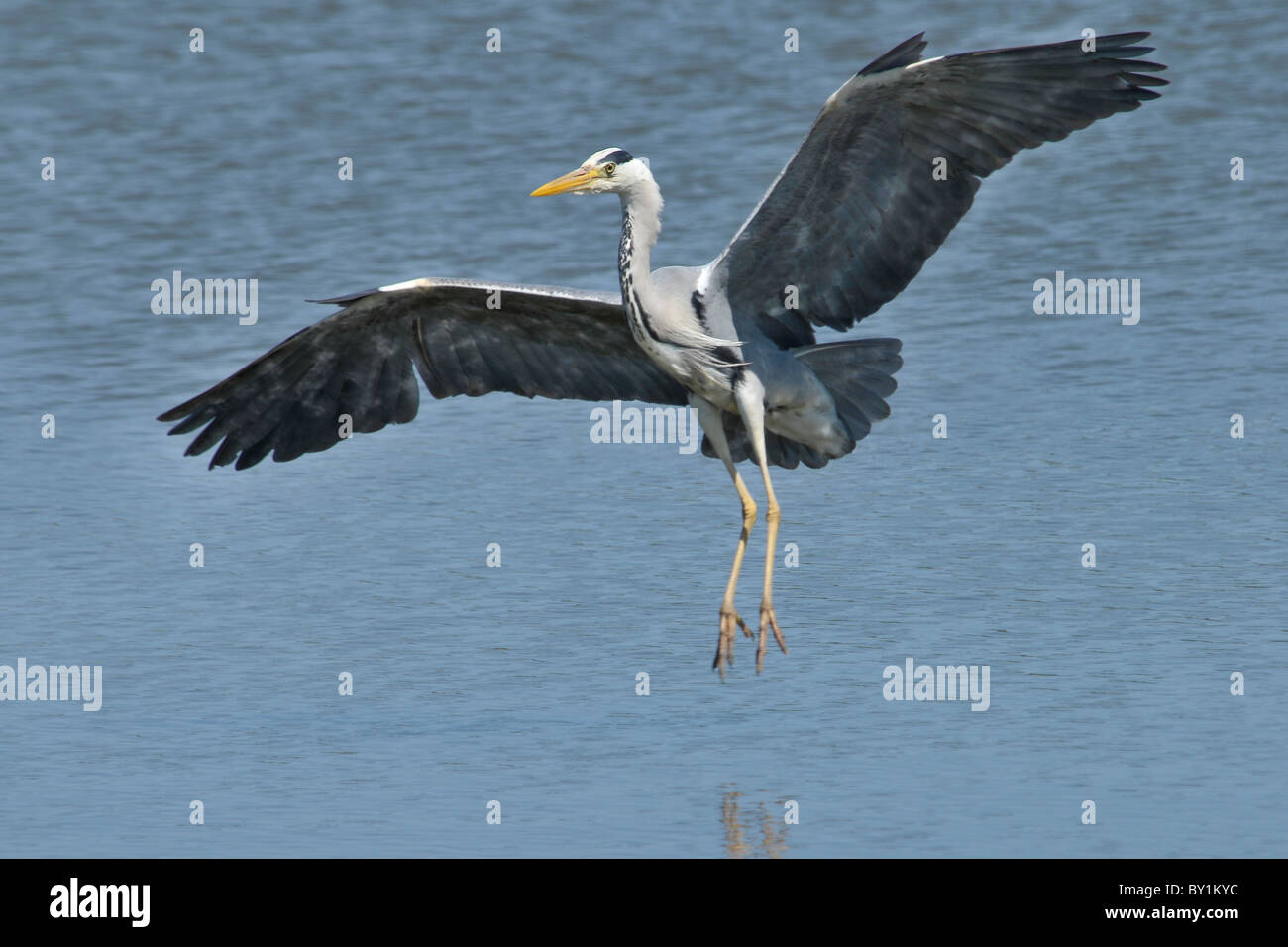 Grey Heron landing on water Stock Photo Alamy