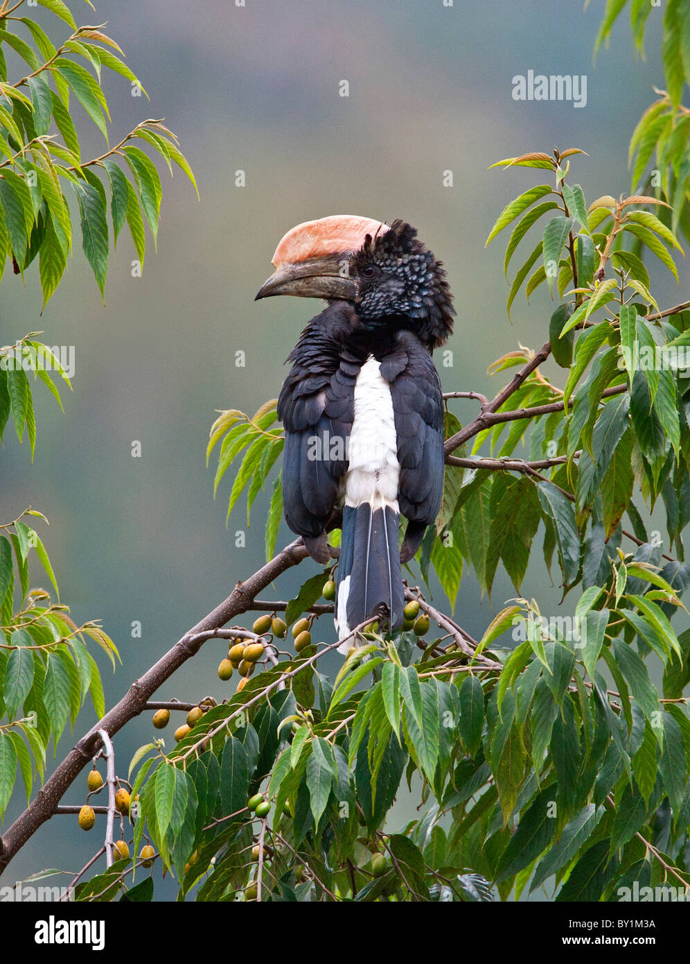 A Silvery-cheeked Hornbill in the Western Arc of the Usambara Mountains near Lushoto. Stock Photo
