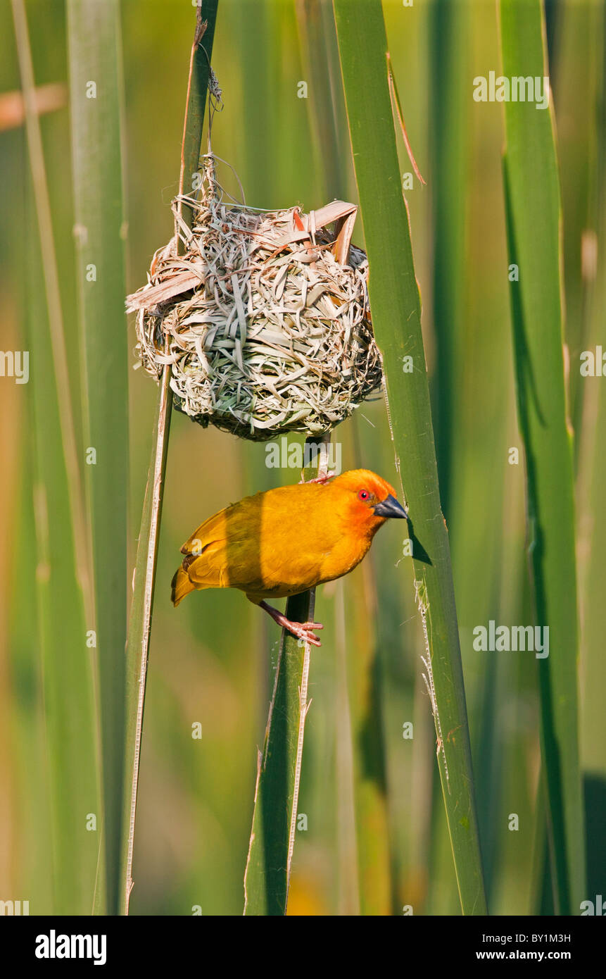 An African Golden Weaver at its nest near Soni in the Western Arc of the Usambara Mountains. Stock Photo