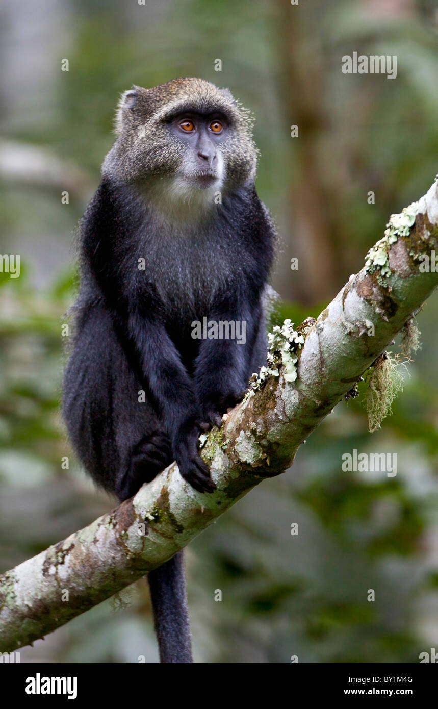 A Blue Monkey in the Amani Nature Reserve, a protected area of 8,380ha situated in the Eastern Arc of the Usambara Mountains. Stock Photo