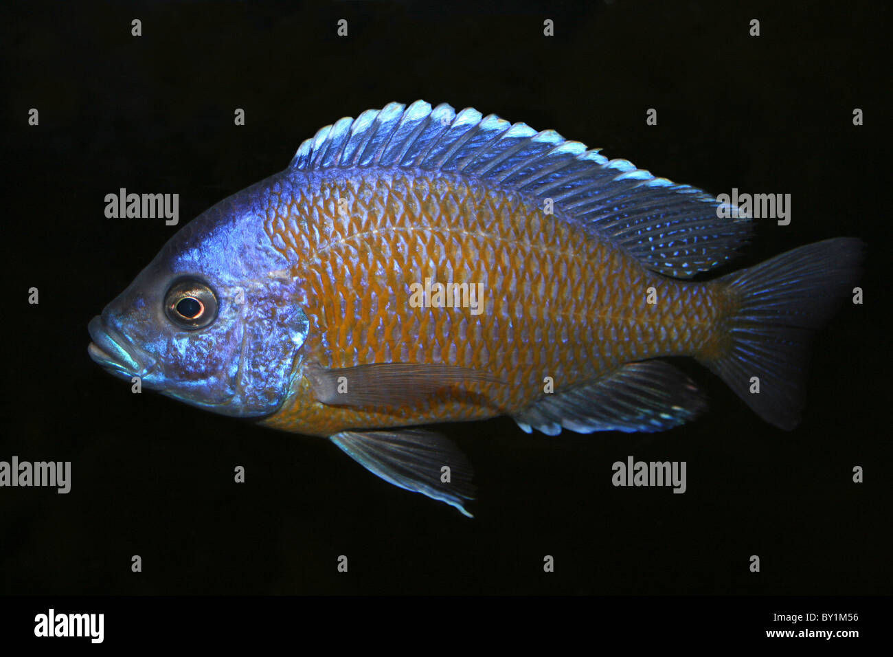 Cultivation of black-striped cichlids Cultivation of black-striped cichlids
