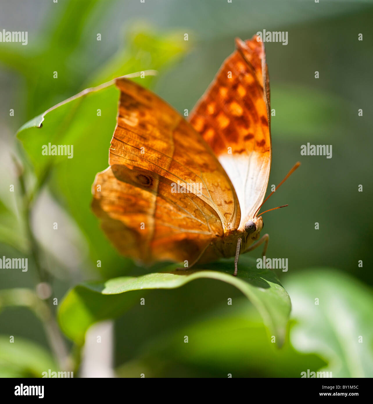 A Charaxes butterfly in the Amani Nature Reserve, a protected area of 8,380ha situated in the Eastern Arc of the Usambara Stock Photo