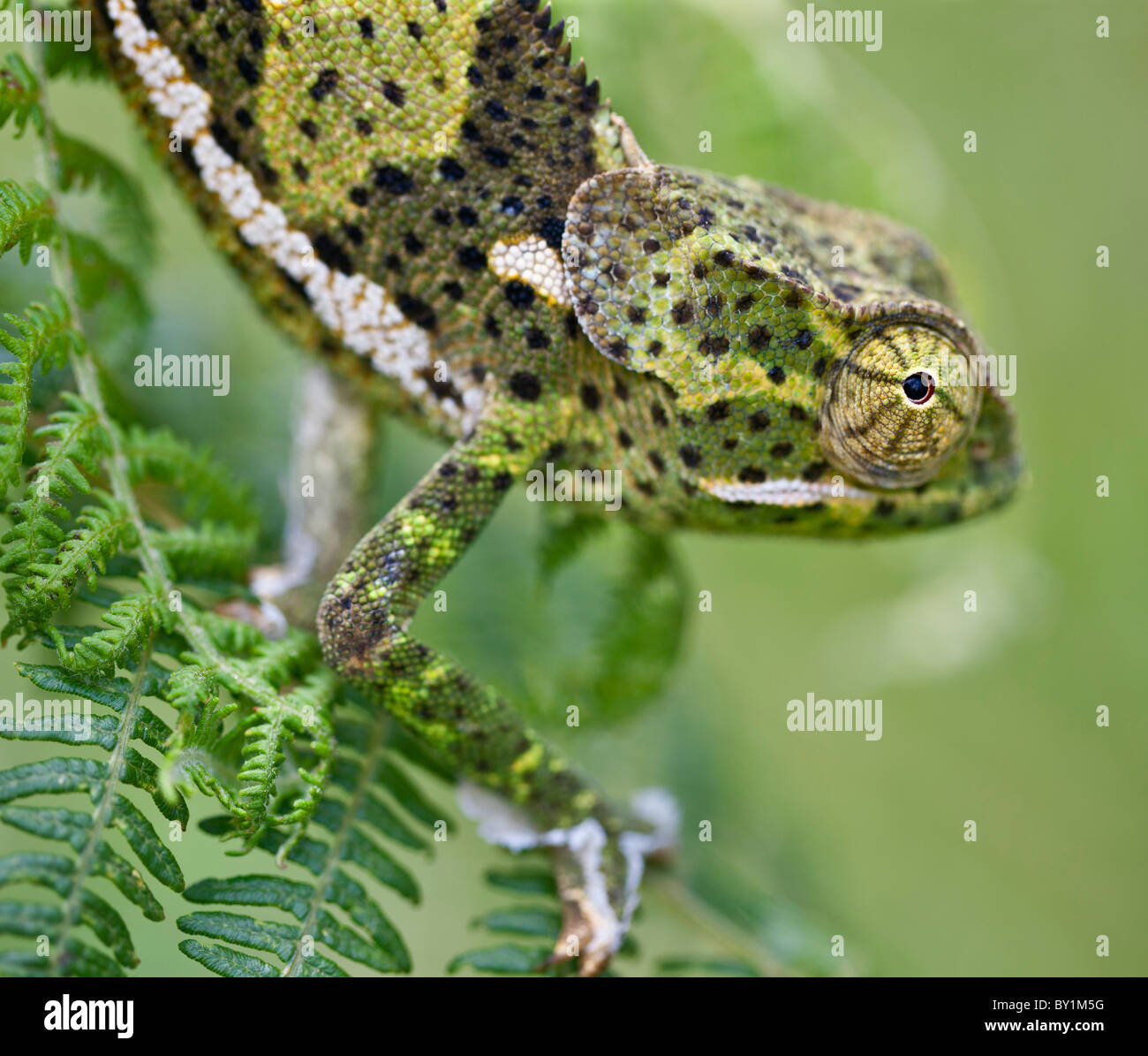 A female two-horned chameleon in the Amani Nature Reserve, a protected area of 8,380ha situated in the Eastern Arc of the Stock Photo