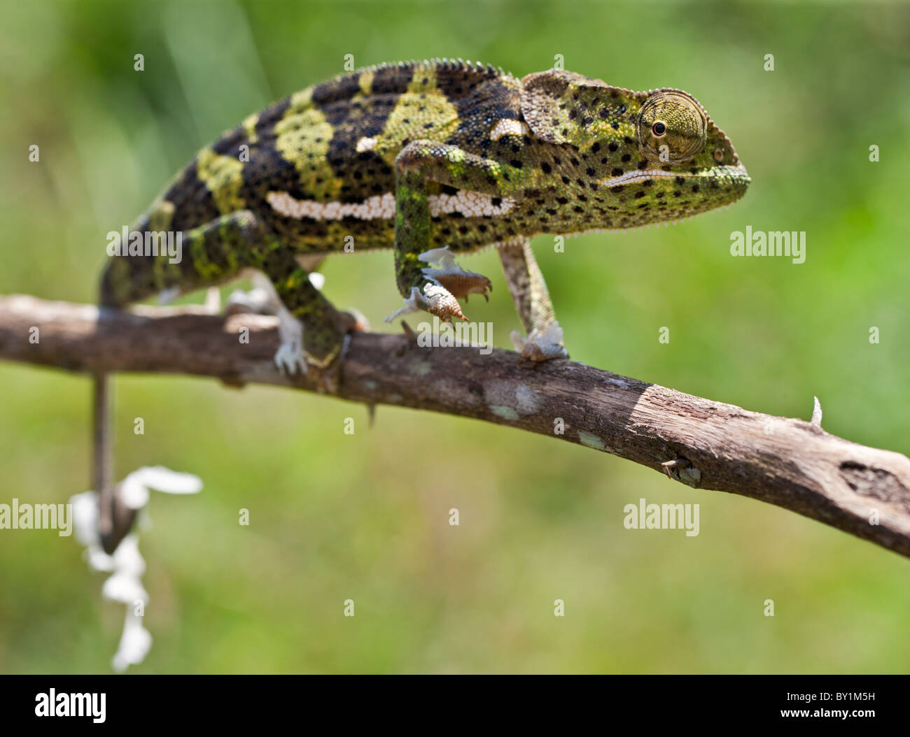 A female two-horned chameleon in the Amani Nature Reserve, a protected area of 8,380ha situated in the Eastern Arc of the Stock Photo
