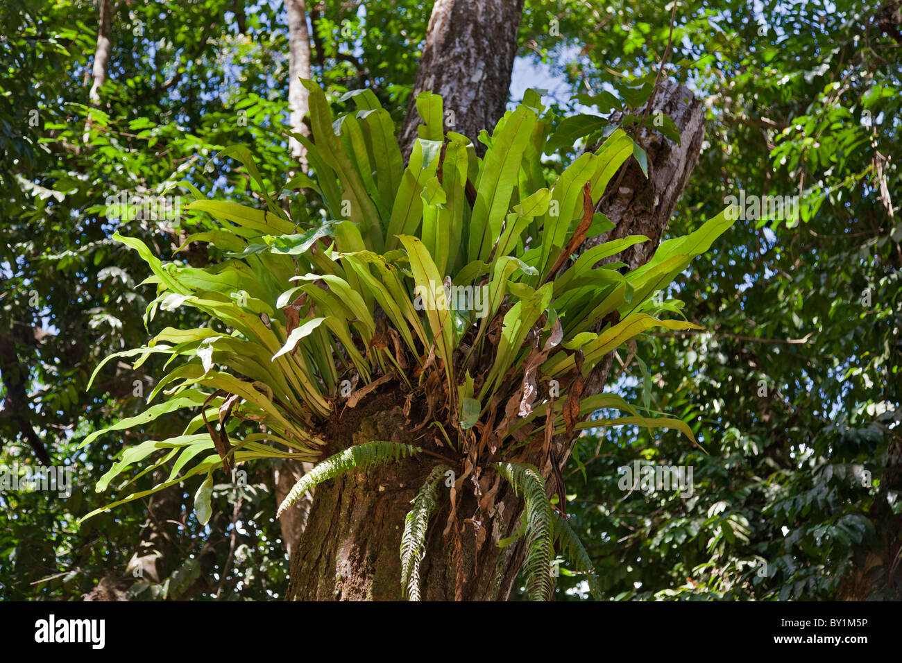 A Bird  s Nest Fern (Asplenium sp.) in the Amani Nature Reserve, a protected area of 8,380ha situated in the Eastern Arc of the Stock Photo