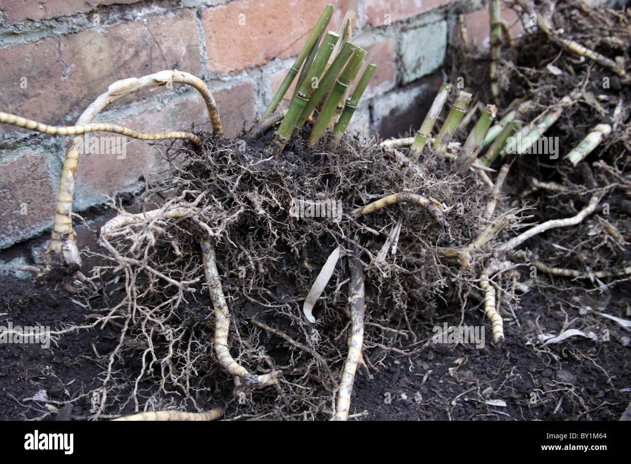 Bamboo plant being uprooted, showing how invasive the root system is