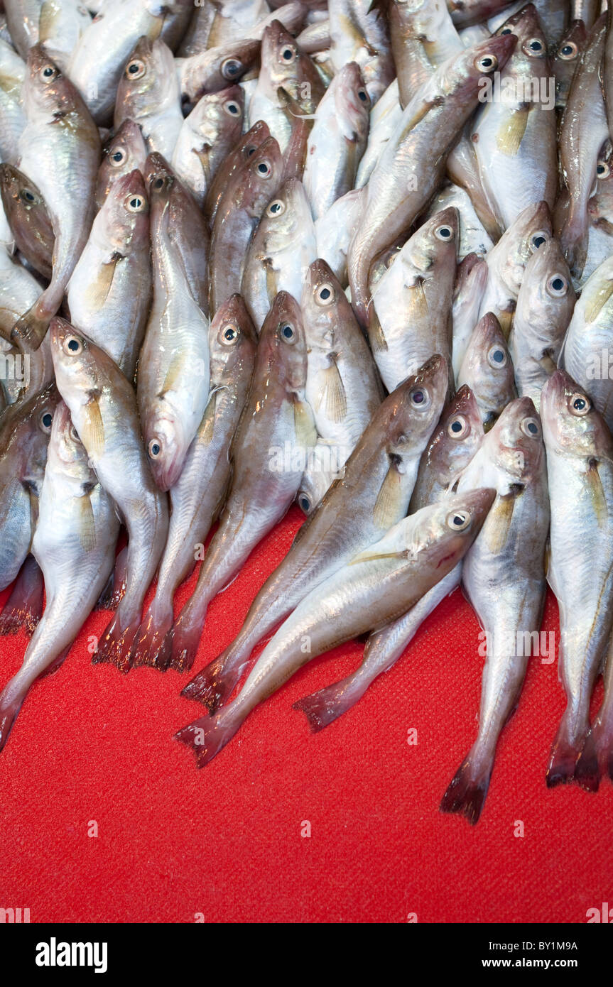 A pile of fresh fishes for sale at a fish counter Stock Photo