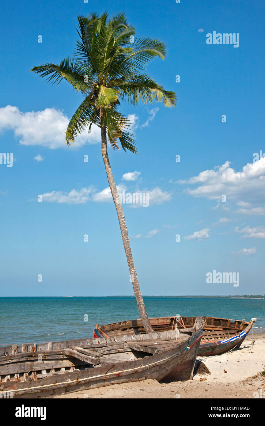 Old wooden boats and a coconut palm at Bagamoyo. Stock Photo