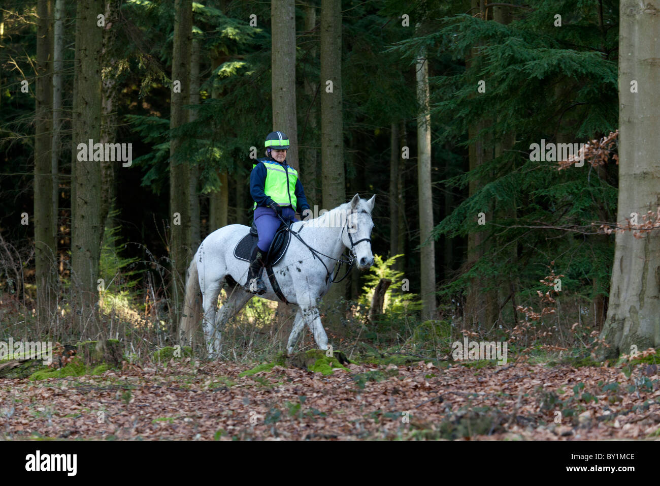 riding a grey horse in the forest with reflective riding gear Stock
