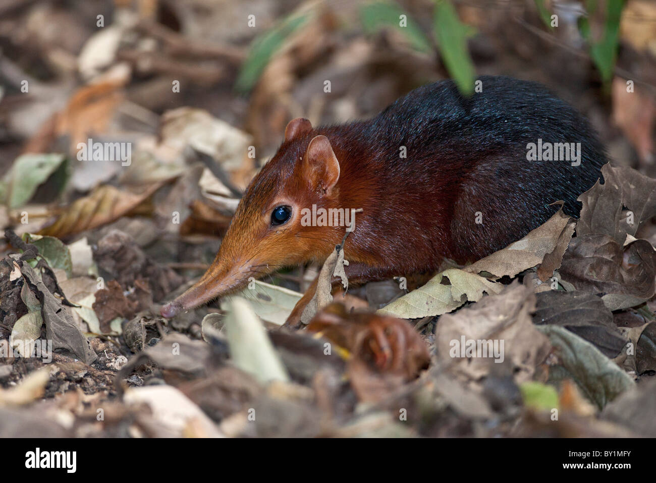 A diminutive elephant shrew searches for food amongst fallen leaves in Selous Game Reserve. Stock Photo