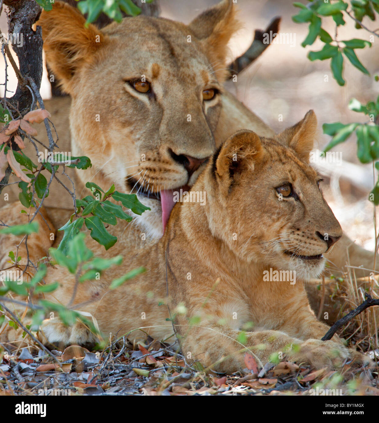 A lioness and cub in Selous Game Reserve. Stock Photo