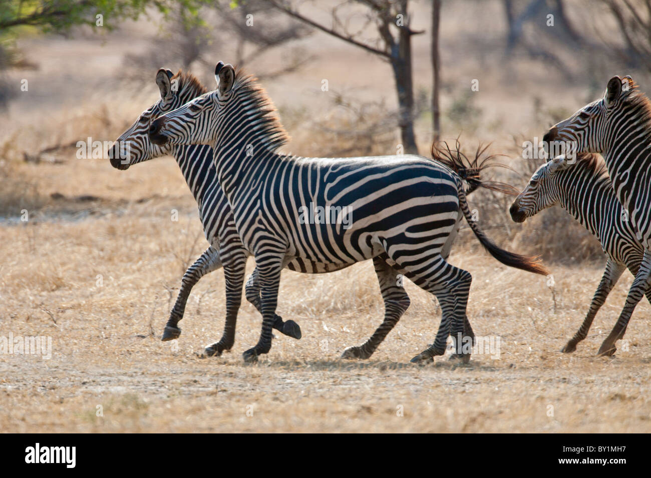 Common zebras in dry bush country of the Selous Game Reserve. Stock Photo