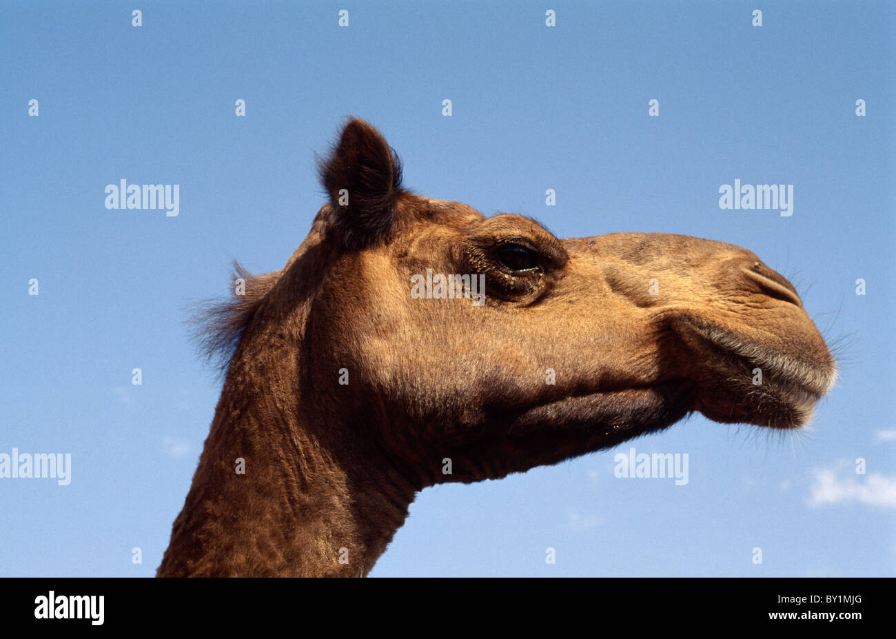 Camel in Rajasthan, India Stock Photo