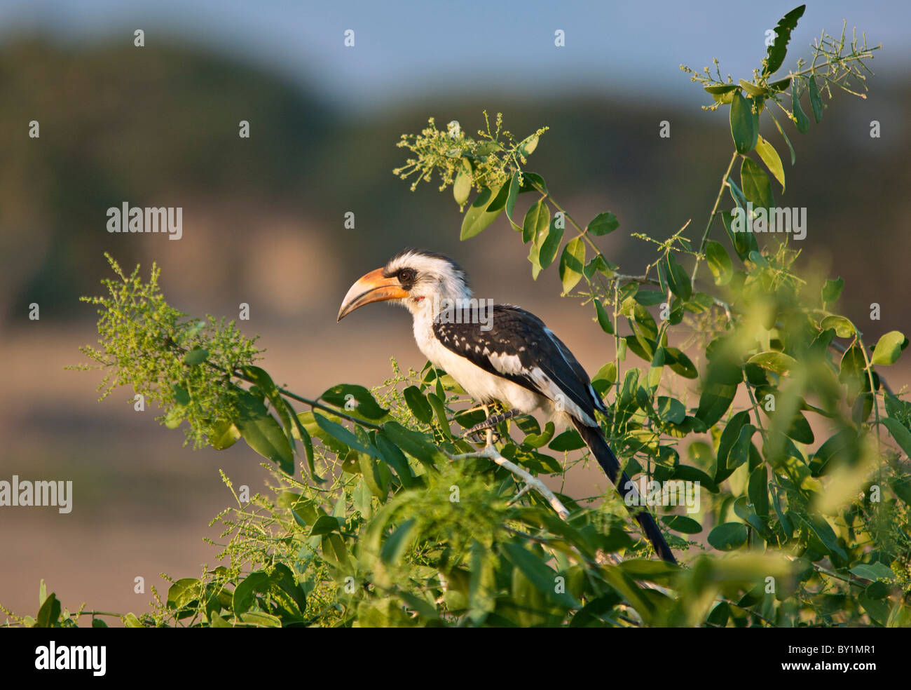 A hornbill in Ruaha National Park. Stock Photo