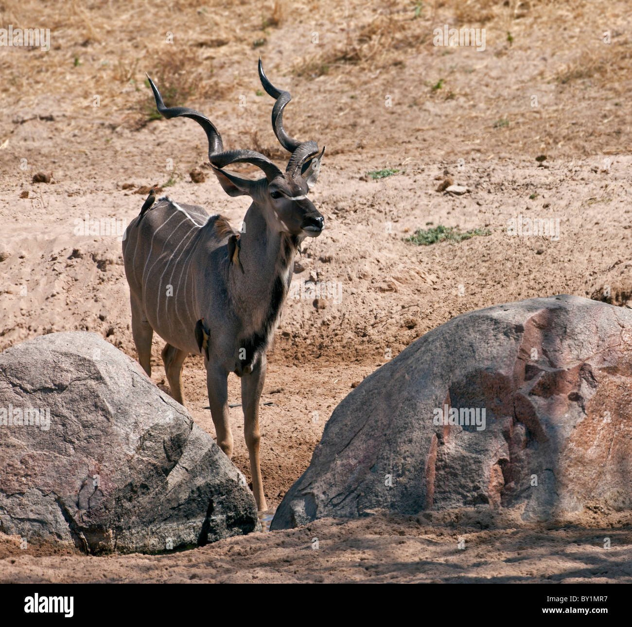 A fine Greater Kudu bull at a small waterhole in Ruaha National Park. Stock Photo