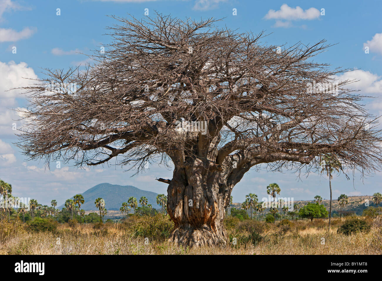 A large Baobab tree in Ruaha National Park.  Elephant damage to the bark of its trunk is very evident. Stock Photo