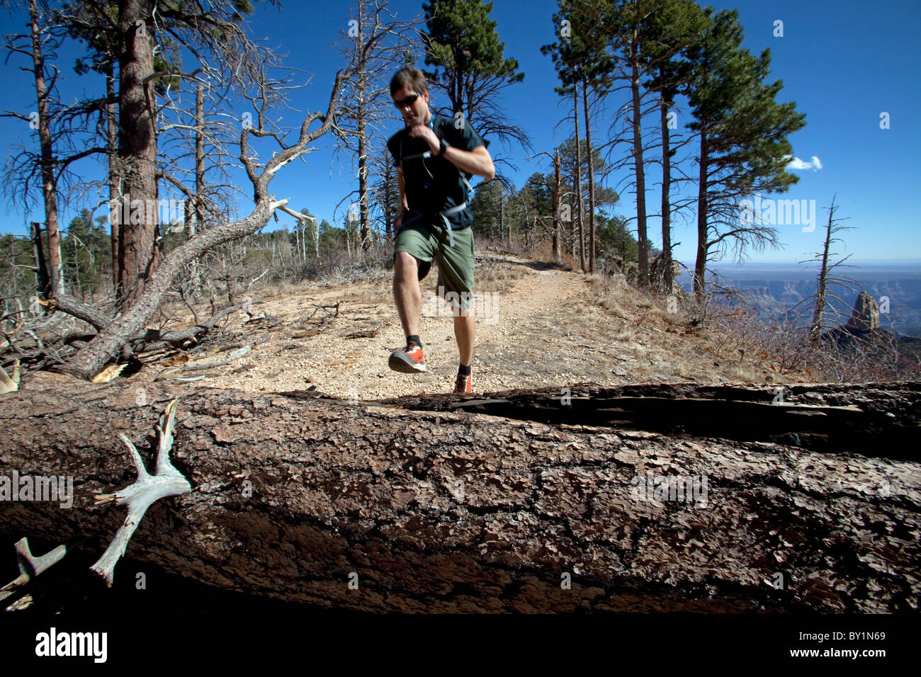 USA, Arizonia, Grand Canyon north rim, Kaibab National Forest. The vast open national park area